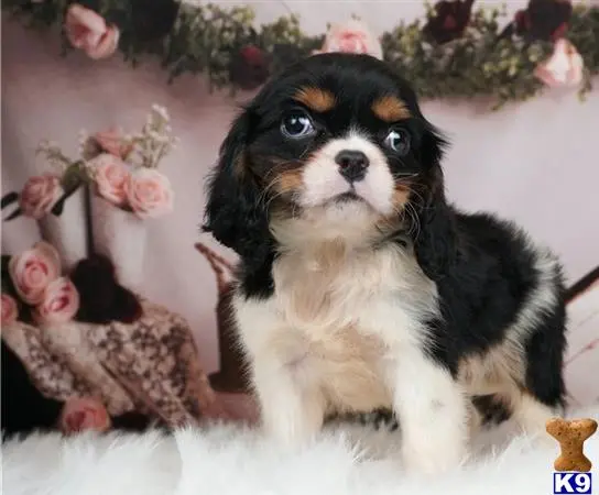 Cavalier King Charles Spaniel