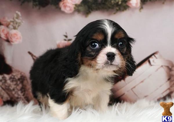 a cavalier king charles spaniel dog sitting on a blanket