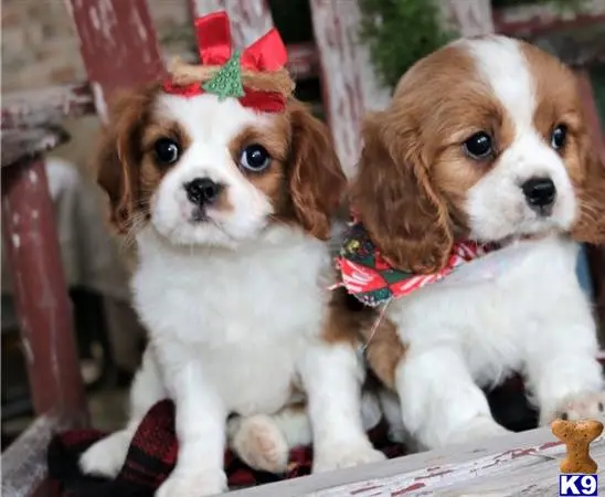 Cavalier King Charles Spaniel