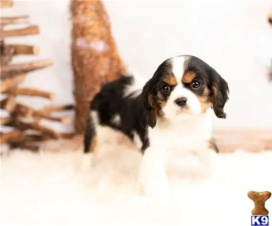 Cavalier King Charles Spaniel