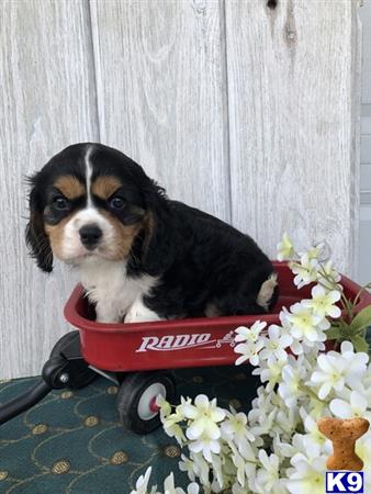 a cavalier king charles spaniel dog sitting on a toy skateboard
