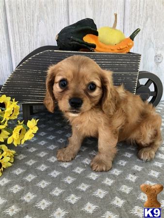 a cavalier king charles spaniel puppy sitting on a chair