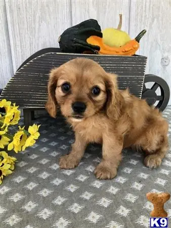 Cavalier King Charles Spaniel puppy for sale