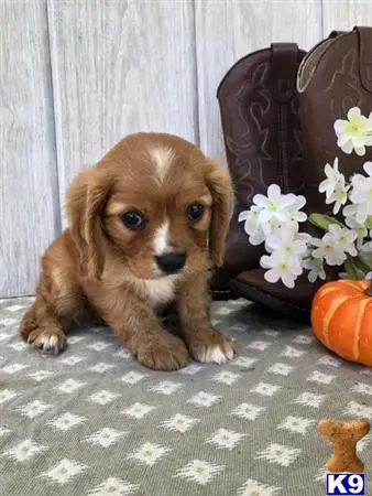 Cavalier King Charles Spaniel puppy for sale