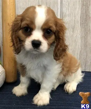 Cavalier King Charles Spaniel