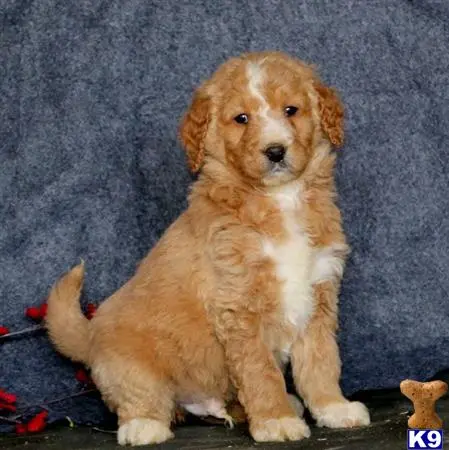 Goldendoodles puppy for sale