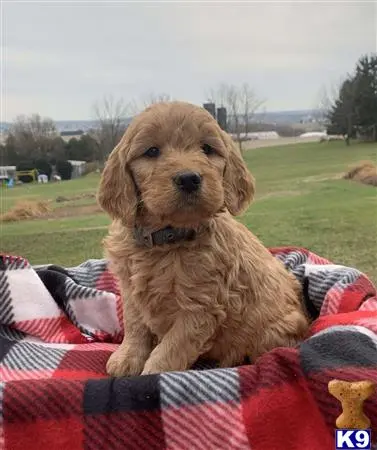 Goldendoodles puppy for sale