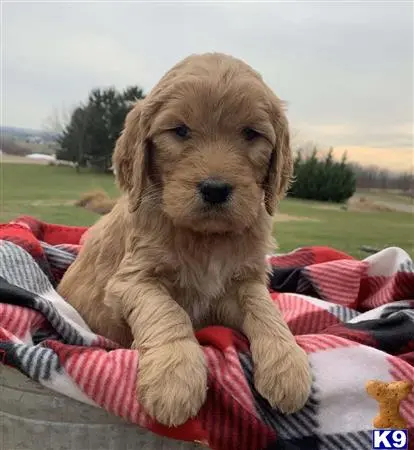 Goldendoodles puppy for sale