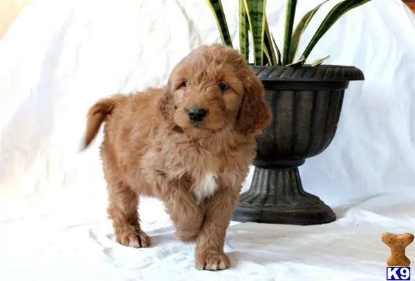 Goldendoodles puppy for sale