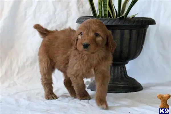 Goldendoodles puppy for sale