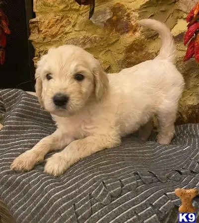 Goldendoodles puppy for sale