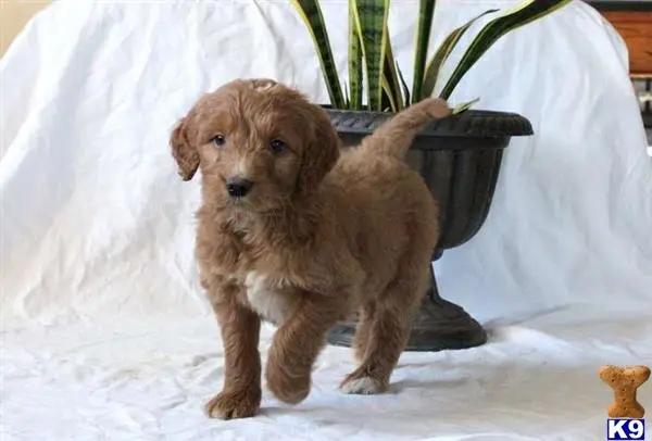 Goldendoodles puppy for sale