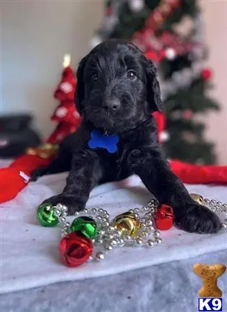 Goldendoodles puppy for sale