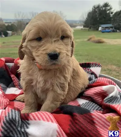 Goldendoodles puppy for sale