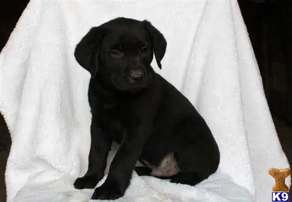 Labrador Retriever puppy for sale