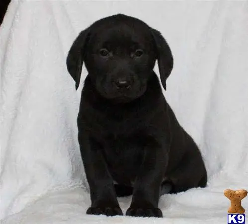 Labrador Retriever puppy for sale