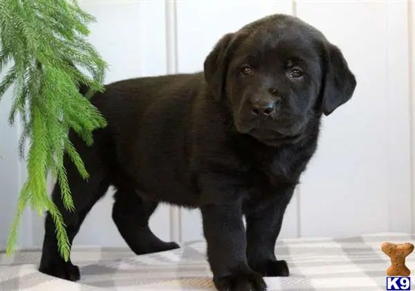 Labrador Retriever puppy for sale