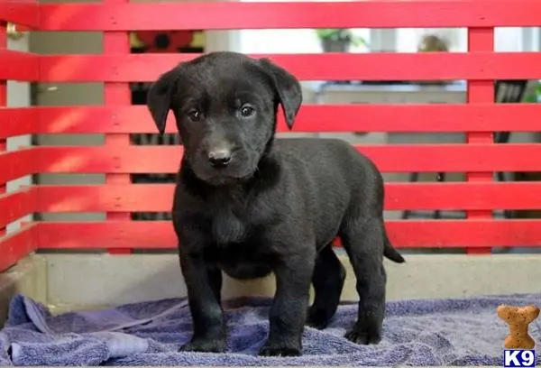 Labrador Retriever puppy for sale