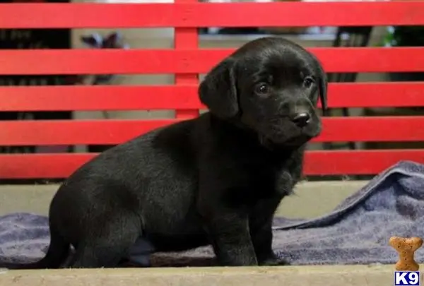 Labrador Retriever puppy for sale