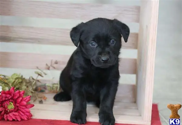 Labrador Retriever puppy for sale