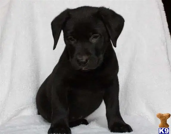 Labrador Retriever puppy for sale