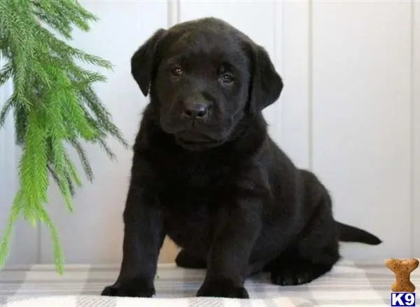 Labrador Retriever