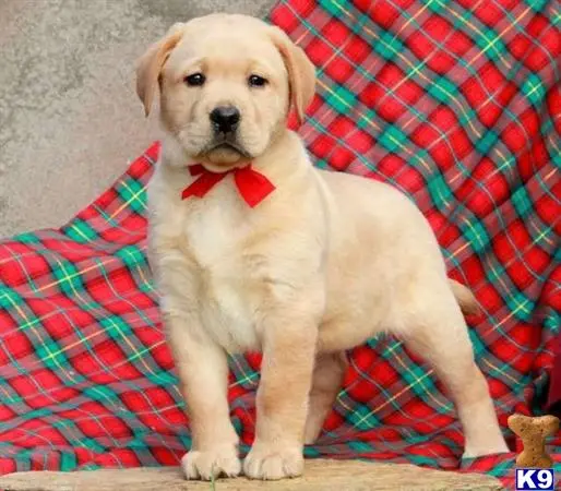 Labrador Retriever puppy for sale