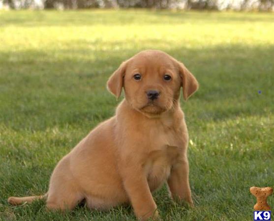 a labrador retriever dog sitting in the grass