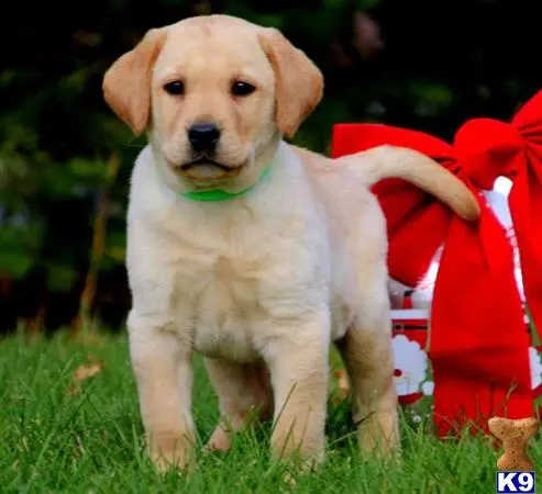 Labrador Retriever puppy for sale