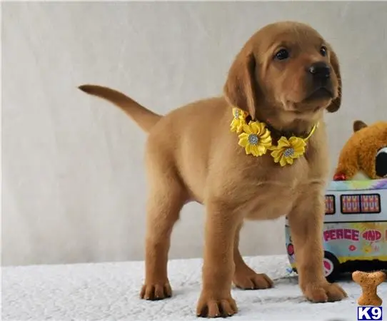 Labrador Retriever puppy for sale