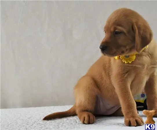 Labrador Retriever puppy for sale