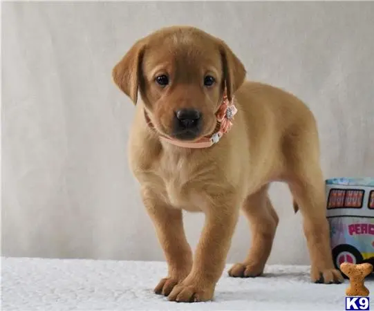 Labrador Retriever puppy for sale