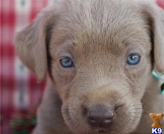 Labrador Retriever puppy for sale