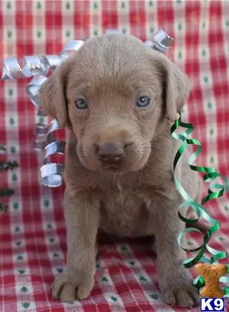 Labrador Retriever puppy for sale