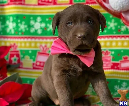 Labrador Retriever puppy for sale