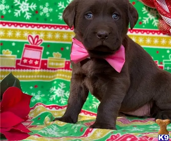 Labrador Retriever puppy for sale