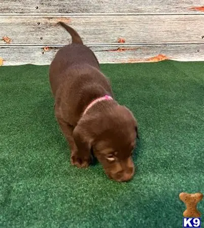 Labrador Retriever puppy for sale