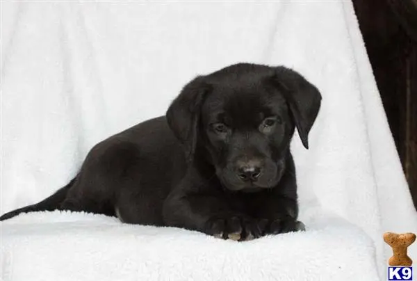 Labrador Retriever puppy for sale