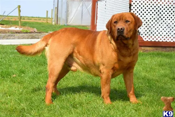 Labrador Retriever puppy for sale