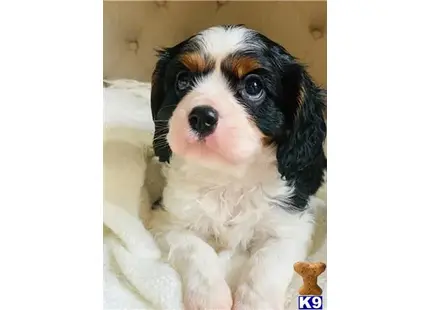 Cavalier King Charles Spaniel