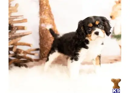 Cavalier King Charles Spaniel