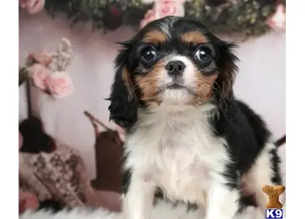 Cavalier King Charles Spaniel