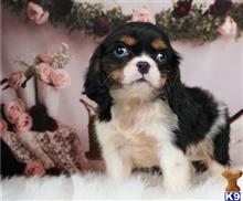 cavalier king charles spaniel puppy posted by novicplx