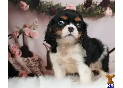 Cavalier King Charles Spaniel