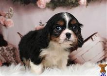 cavalier king charles spaniel puppy posted by novicplx