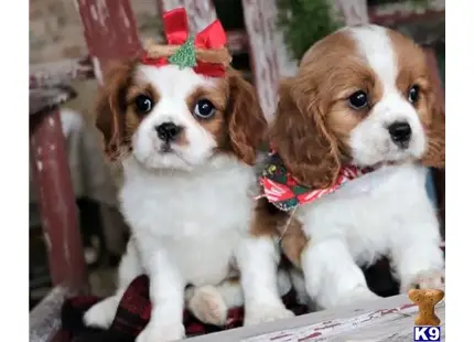 Cavalier King Charles Spaniel