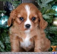 cavalier king charles spaniel puppy posted by novicplx