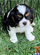 cavalier king charles spaniel puppy posted by novicplx