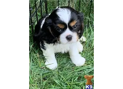 Cavalier King Charles Spaniel