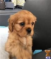 cavalier king charles spaniel puppy posted by novicplx